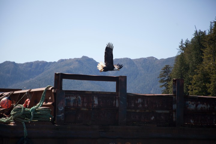 Bald eagle flying over a rusty barge with mountains and trees in the background.