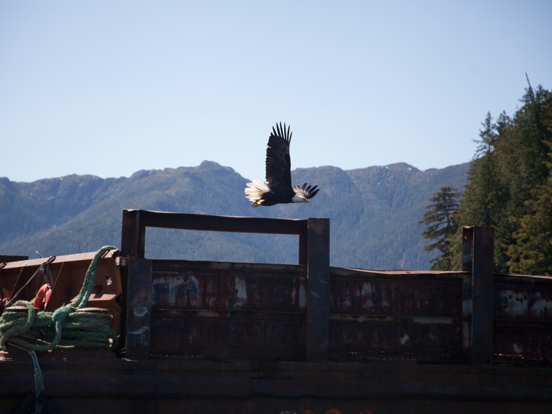 Bald eagle flying over a rusty barge with mountains and trees in the background.
