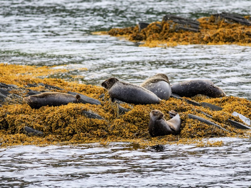 Seals resting on seaweed-covered rocks by the water's edge.