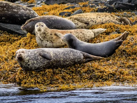 Harbor seals on an exposed rock.