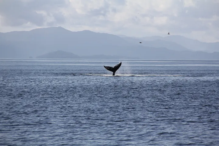 Whale tail above the ocean surface with mountains and birds in the background.