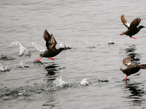 pigeon guillemots on flying over the water