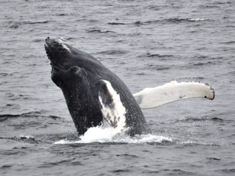 If you're lucky, you may even spot a humpback whale!