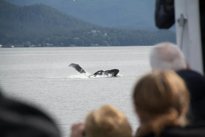 a group viewing humpback whale