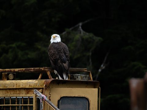 American bald eagle sitting on top of a rusty barge