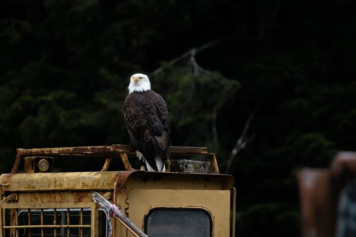 American bald eagle sitting on top of a rusty barge