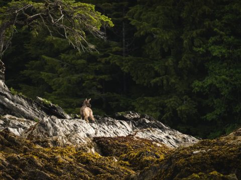 a deer on the shoreline