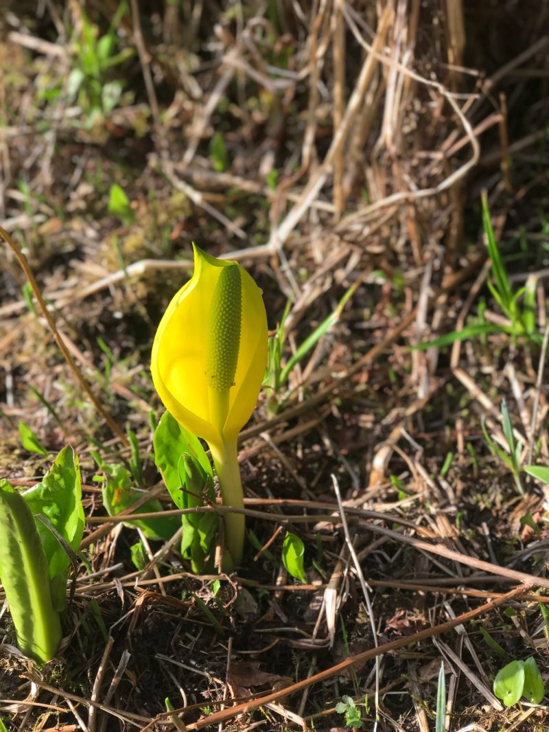 7C93DD1E-3D39-4DAE-BA82-CAB43229F530 a close up of a skunk cabbage