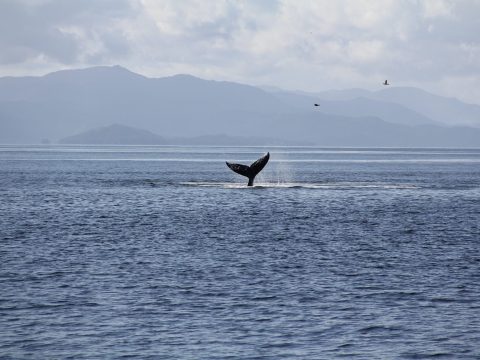 a boat floating on a body of water