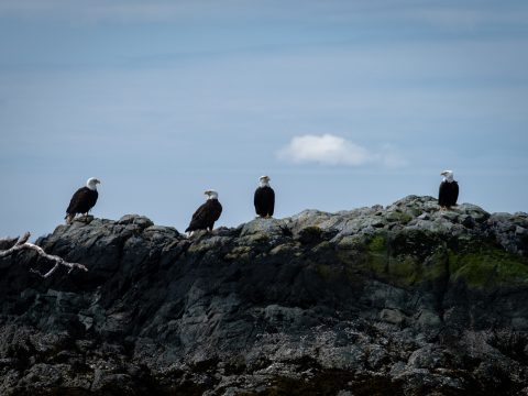 a group of american bald eagles on the shoreline