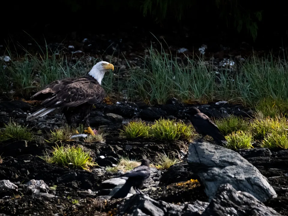 American Bald Eagle 3 Bald eagle and raven on rocky shore with grass.